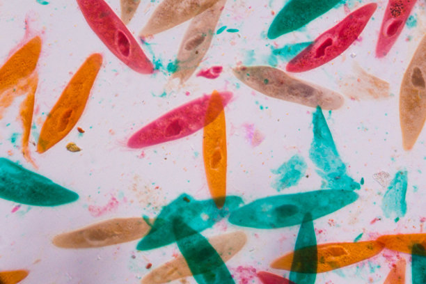 显微镜下的尾状体-绿色、红色、橙色和棕色的抽象形状图片下载