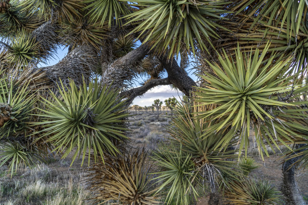 美国加利福尼亚州约书亚树的树枝特写图片下载