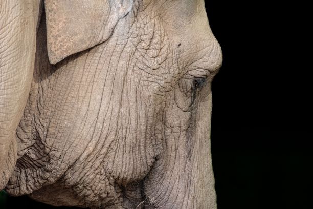 特写非洲丛林象向下看孤立的黑色背景图片下载