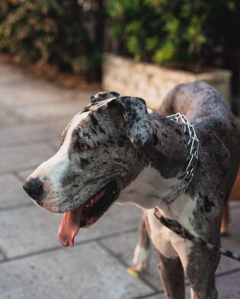 一只大丹犬伸出舌头的特写照片图片下载