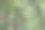 清晨的黄喉布尔与美丽的背景照片。图片下载