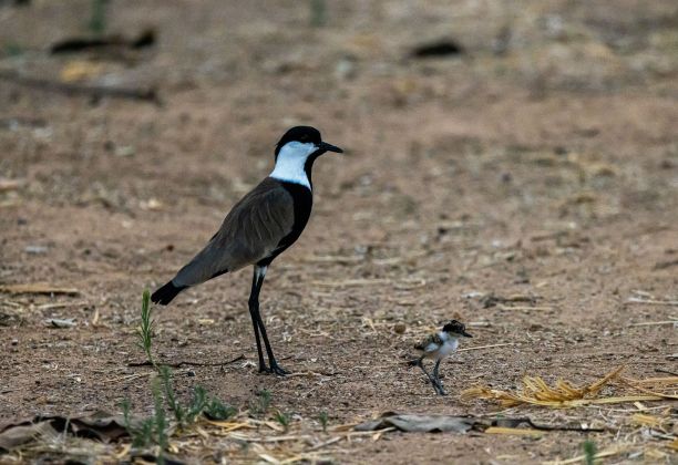 铁匠珩鸟站着的侧面照片图片下载