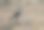 铁匠珩鸟站着的侧面照片图片下载
