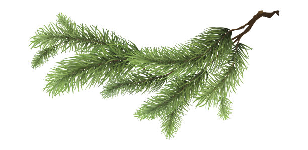 云杉树枝，孤立的现实装饰树，快乐的圣诞装饰，松树插画，枞树设计。图片下载