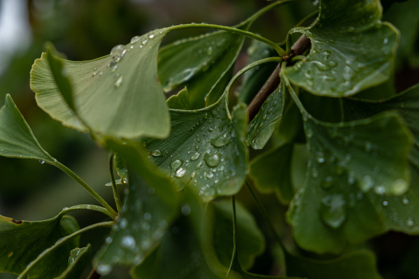 银杏树叶子的美丽照片图片下载