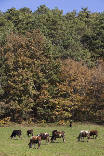 山羊、牛图片下载