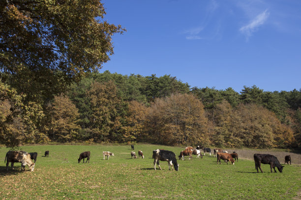 山羊、牛图片下载