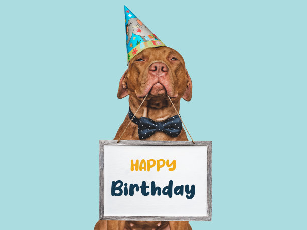可爱可爱的棕色小狗，戴着派对帽图片下载
