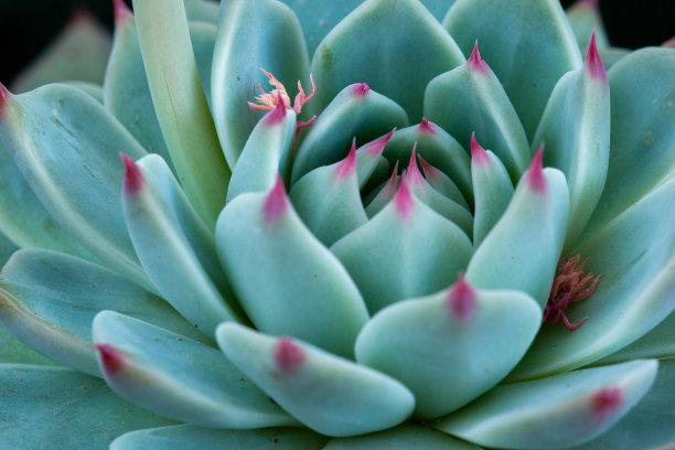 蓝叶的月牙花莲座特写。多肉植物的品牌，日历，张贴，屏幕保护程序，墙纸，海报，横幅，封面，网站。高画质照片图片下载