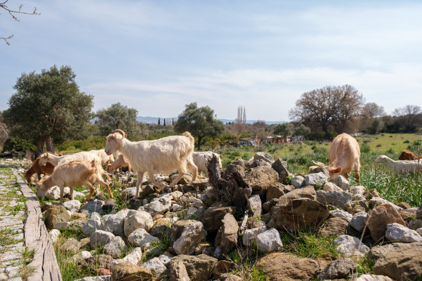 在阳光明媚的日子里，家山羊在农田里吃植物图片下载
