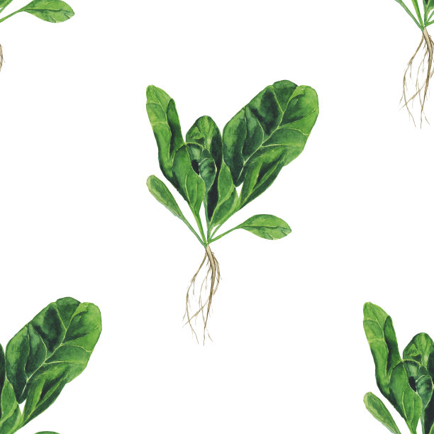 水彩菠菜与根无缝模式的白色背景。草木手绘插画。用来做沙拉的新鲜绿叶。健康食品。图片下载