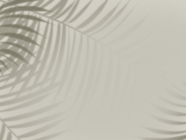 简单的背景棕榈叶阴影在墙上图片下载