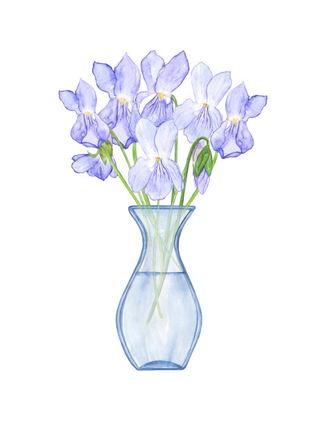 木紫罗兰花在玻璃花瓶孤立在白色背景。水彩手绘插图。堇菜的设计元素。图片下载