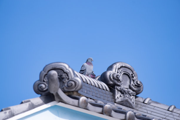 鸽子栖息在屋顶上图片下载