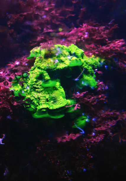 被紫色植被覆盖的岩石上的绿色荧光珊瑚图片下载