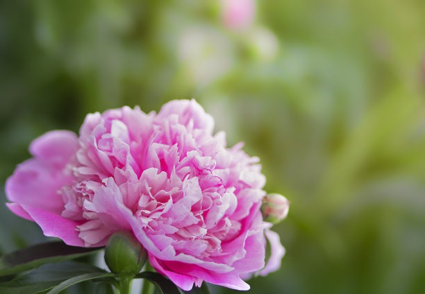 明亮的紫红色牡丹花在绿色背景特写图片下载