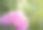 明亮的紫红色牡丹花在绿色背景特写图片下载