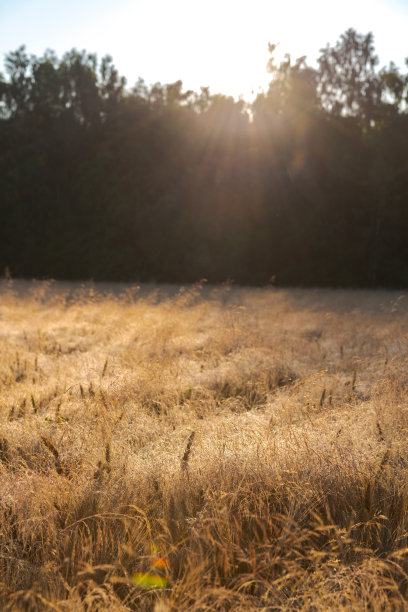 麦田里长满了杂草图片下载