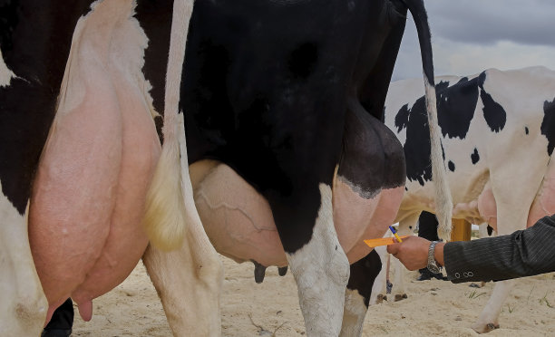 在农场的牛栏里的奶牛的乳房。图片下载