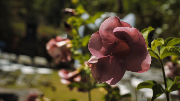 婚礼上的装饰物件图片下载