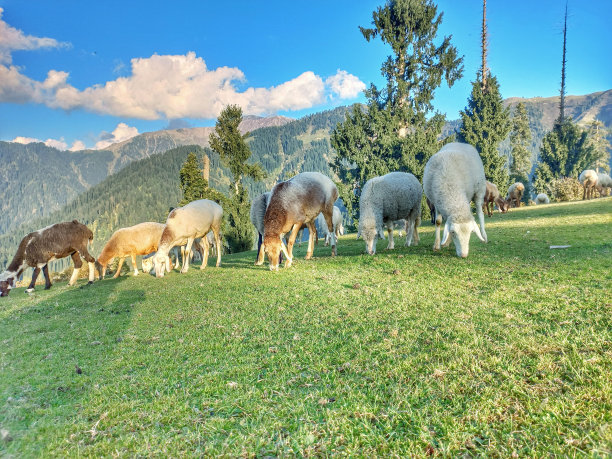 在草原上吃草的绵羊图片下载