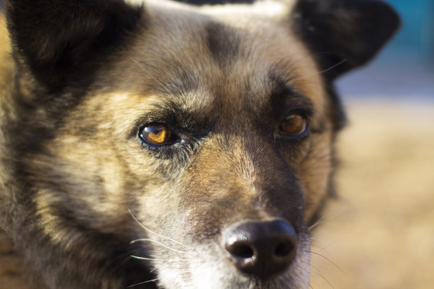 高级狗口鼻特写的鼻子和棕色的眼睛图片下载