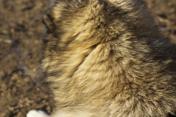 毛绒狗的皮毛特写图片下载