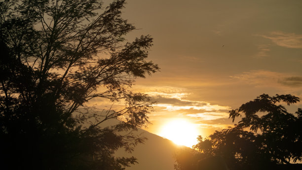日出时以天空为背景的树木剪影图片下载