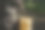 橡胶树种植图片下载