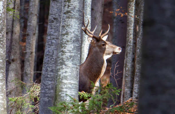 在森林里的树丛中看到一只鹿的头图片下载
