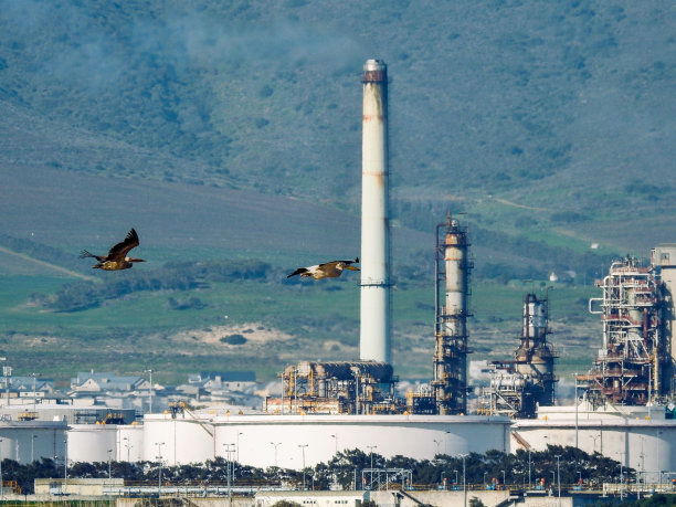 远处的炼油厂，前景有鸟在飞翔，南非开普敦图片下载
