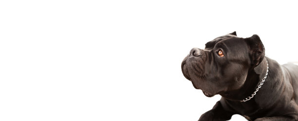 画像的狗，纯种纯种的cananne corso黑。图片下载