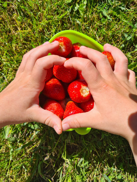早上，孩子在有机草莓农场拿着新鲜的草莓图片下载