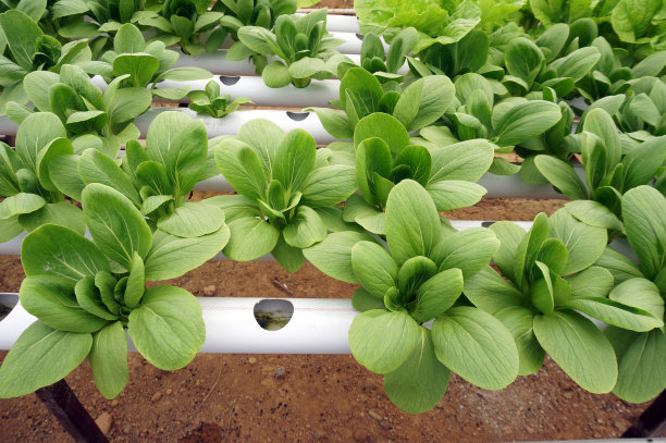 水培管中的水培土。水培蔬菜农场。图片下载