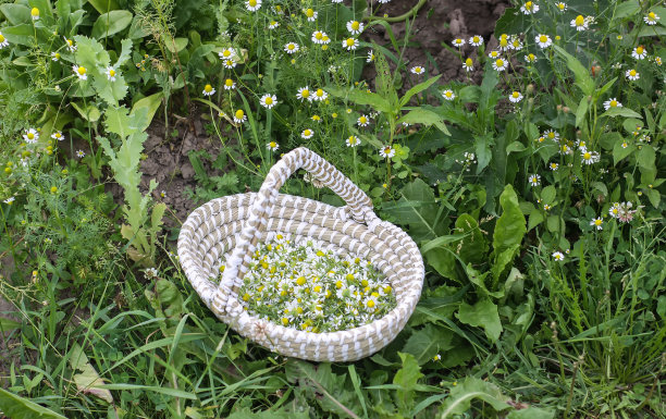 室外篮子里的菊花花。开花季节的药用植物。图片下载