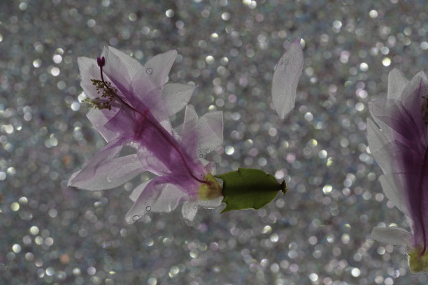 斯伦贝谢仙人掌的细节与粉红色的花朵图片下载