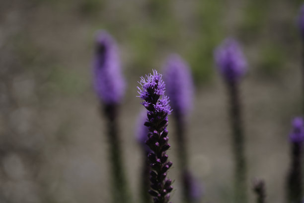 当地花园里的花图片下载