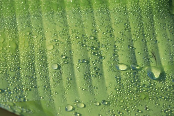 芭蕉叶背景上的水滴图片下载