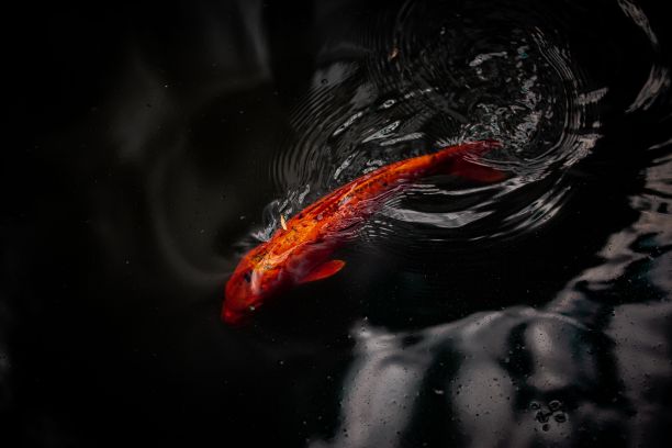 红色锦鲤在深色水中游动的特写镜头图片下载