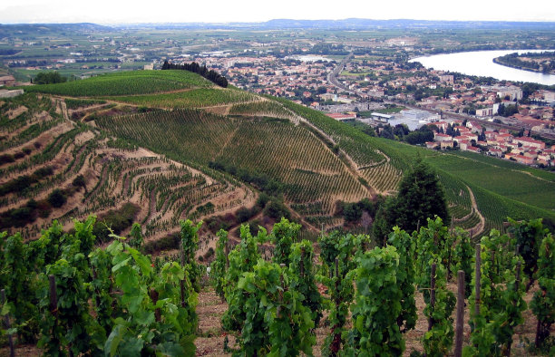 罗纳河谷的葡萄园图片下载