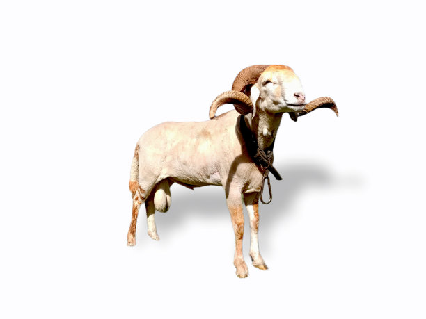 阿尔及利亚王朝的斗士图片下载