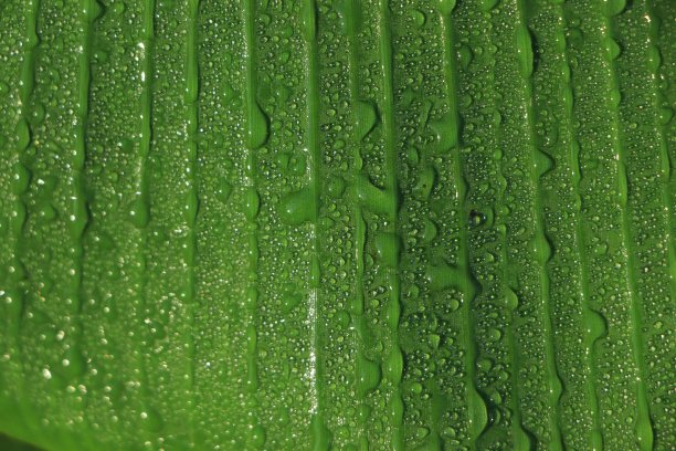 水滴在热带芭蕉叶上，深绿色的叶子，自然背景图片下载