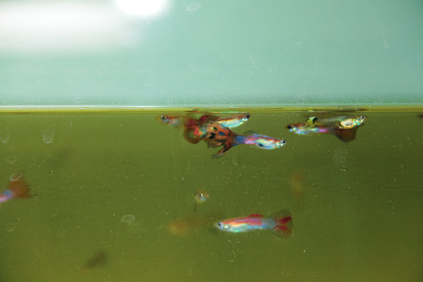 水族馆里的孔雀鱼图片下载