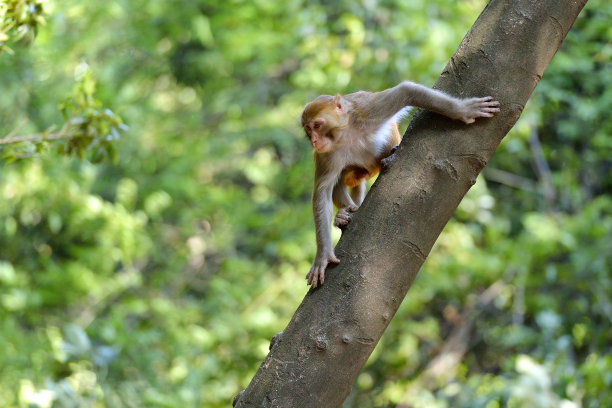 在树林里玩耍的小猴子图片下载