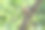 在树林里玩小猴子图片下载