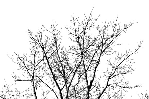 树枝或孤立在白色背景和白色修剪路径。图片下载