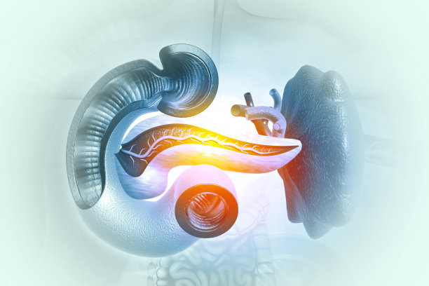 人体胰腺解剖学。三维演示图片下载
