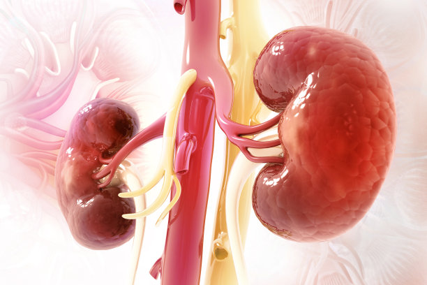 肾脏人类肾脏逼真的3d插图图片下载