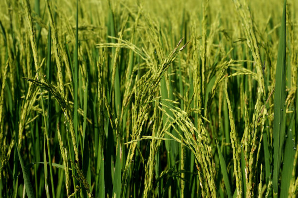 黄绿色稻田特写，选择性聚焦。图片下载