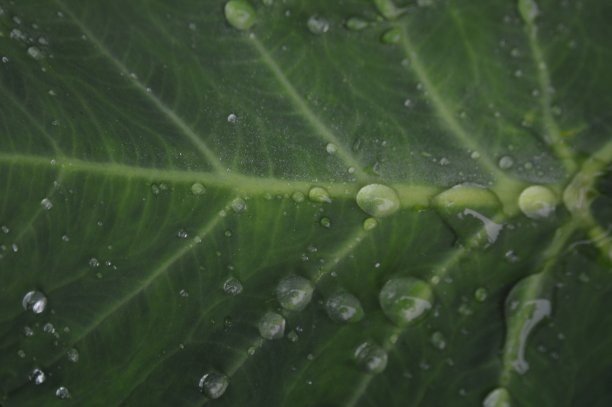 翠绿的芋头叶和清晨的雨滴图片下载